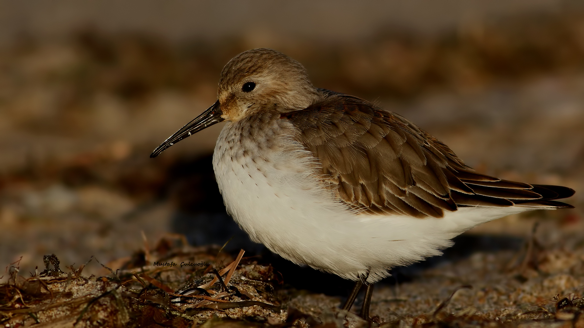 Dunlin